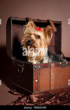 Yorkshire Terrier sitzt in der Kiste Stockfoto
