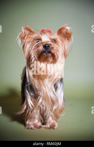 Yorkshire Terrier stehend Stockfoto