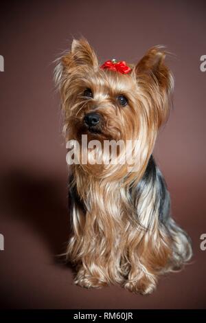 Yorkshire Terrier sitzend Stockfoto