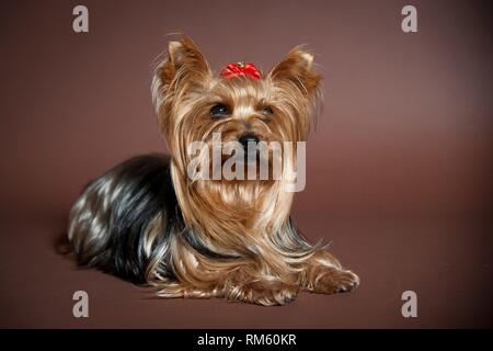 Yorkshire Terrier liegend Stockfoto