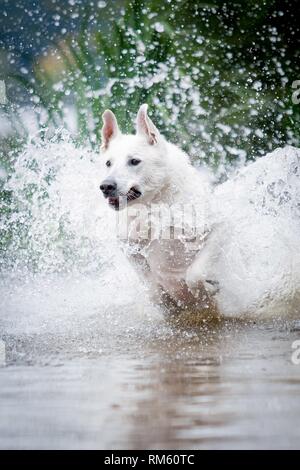 Weißer Schweizer Schäferhund Stockfoto