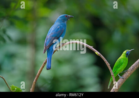 Weibliche asiatische Fairy Bluebird (Irena puella) auf Ast sitzend Stockfoto