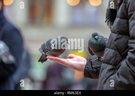 Tauben halten in ihren Händen auf dem Dam Platz in Amsterdam Die Niederlande 2019 Stockfoto