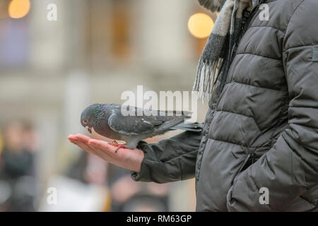 Tauben halten in ihren Händen auf dem Dam Platz in Amsterdam Die Niederlande 2019 Stockfoto