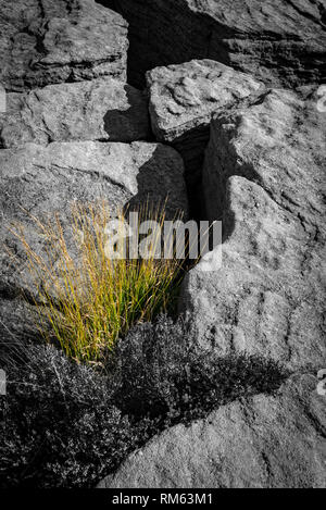 Gras zwischen gritstone Felsen auf Wimberry Moss in den Hügeln um Taube Stein Reservoir, Greenfield wachsende, Greater Manchester, England. Stockfoto