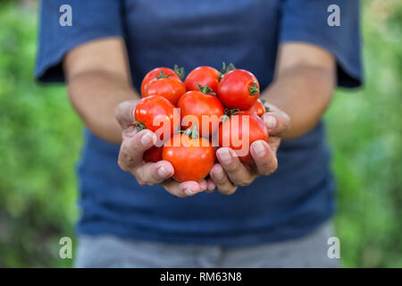 Ernte von reifen Tomaten in den Händen einer Frau Bauer. Ein Bauer hält ein Bündel von Tomaten auf seine ausgestreckten Hände. Das Konzept der Ernte und gardeni Stockfoto