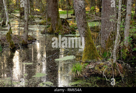 Wald im Nationalpark von Bialowieza, Podlasien, Polen Stockfoto