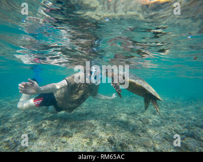 Junger Mann das Schnorcheln und Schwimmen mit einem Echte Karettschildkröte (Eretmochelys imbricata). Dies ist der kleinste der Meeresschildkröten, selten mehr als eine Stockfoto