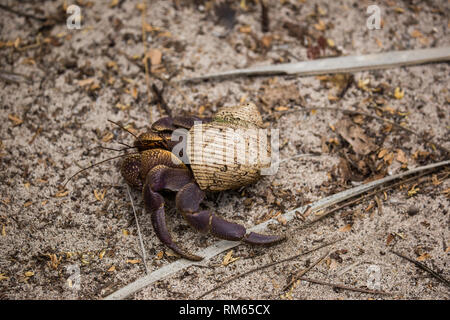 Einsiedlerkrebs in einer Shell am Strand. Auf den Seychellen im Oktober fotografiert. Stockfoto