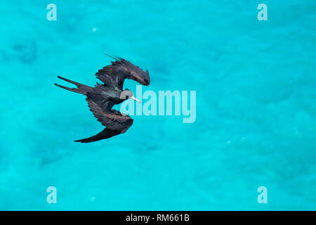 Weniger Frigate (fregata Ariel) im Flug gegen den blauen Himmel auf Aride, Insel, Seychellen im Oktober Stockfoto