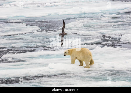 Ein Eisbär (Ursus maritimus) Jagd Dichtungen auf faulen Meereis im Norden von Spitzbergen, Svalbard nur 500 Kilometer vom Nordpol. Climat Stockfoto
