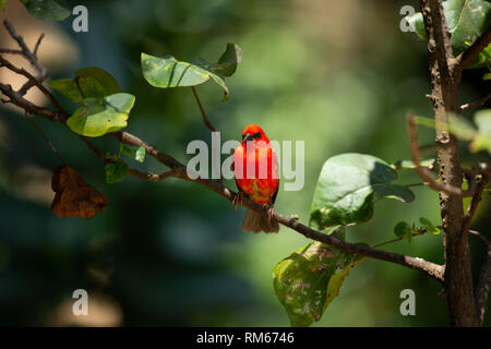 Gemeinsame fody. Männliche gemeinsame, oder Rot, fody (Foudia madagascariensis) auf einem Zweig. Auf Bird Island, Seychellen. Im Oktober fotografiert. Stockfoto