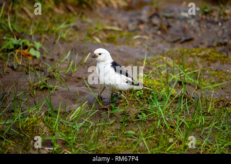 Schneeammer (Plectrophenax nivalis), Spitzbergen, Svalbard, Das arktische Norwegen im Juli Stockfoto