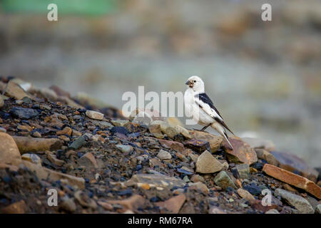 Schneeammer (Plectrophenax nivalis), Spitzbergen, Svalbard, Das arktische Norwegen im Juli Stockfoto