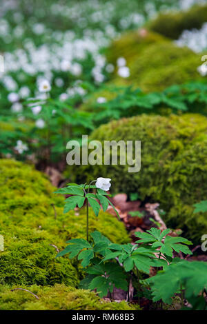 Moos bedeckt Felsbrocken durch einen Teppich von Buschwindröschen Blumen umgeben. Stockfoto