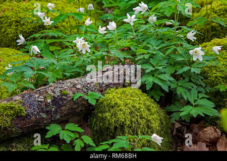 Gefallenen Baum von Buschwindröschen umgeben. Stockfoto