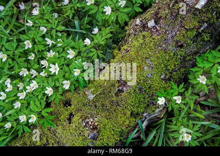 Verrottender Baumstamm von Buschwindröschen umgeben. Stockfoto