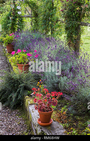 Lavendel und Geranientöpfe in einem Bett. Stockfoto