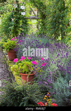 Lavendel und Geranientöpfe in einem Bett. Stockfoto