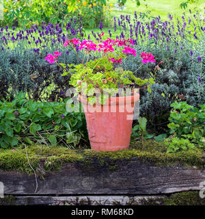 Lavendel und Topfpflanzen Geranien in einem Bett. Stockfoto