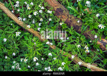 Gefallenen baum Zweige von Buschwindröschen umgeben. Stockfoto