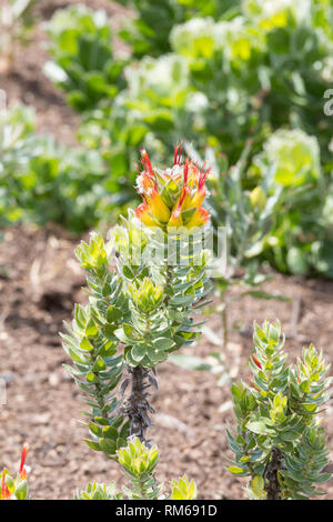 Blume des Sumpfes Pagode, Mimetes hirtus, einer verletzlichen Fynbos Pflanze wachsen in Feuchtgebieten und Tiefland sickert, Western Cape, Südafrika Stockfoto