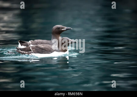 Thick-billed murre oder Brünnich's Trottellumme (Uria lomvia) ist ein Vogel in der auk Familie (alcidae). In Spitzbergen, Norwegen im Juli fotografiert. Dieses Echtheitszertifikat Stockfoto