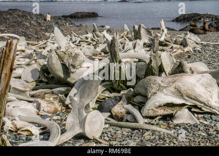 Die Skelette der geschlachteten Wale im letzten Jahrhundert. In der Antarktis fotografiert. Stockfoto