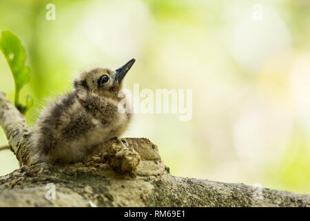 White tern oder Weiß Feenseeschwalbe (Gygis alba) Junge im Nest, fotografiert auf Cousine Island auf den Seychellen, einer Gruppe von Inseln nördlich von madagas Stockfoto