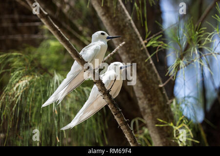 Zwei Weiße tern oder Weiß Feenseeschwalbe (Gygis alba) in einen Baum. Auf Cousine Island fotografiert, auf den Seychellen, einer Gruppe von Inseln nördlich von Madagaskar ich Stockfoto