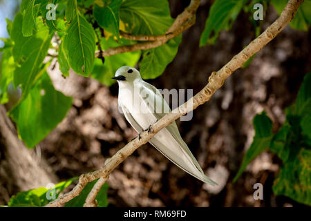 Eine weiße tern oder Weiß Feenseeschwalbe (Gygis alba) in einen Baum. Auf Cousine Island fotografiert, auf den Seychellen, einer Gruppe von Inseln nördlich von Madagaskar ich Stockfoto