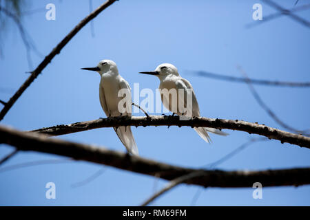 Zwei Weiße tern oder Weiß Feenseeschwalbe (Gygis alba) in einen Baum. Auf Cousine Island fotografiert, auf den Seychellen, einer Gruppe von Inseln nördlich von Madagaskar ich Stockfoto