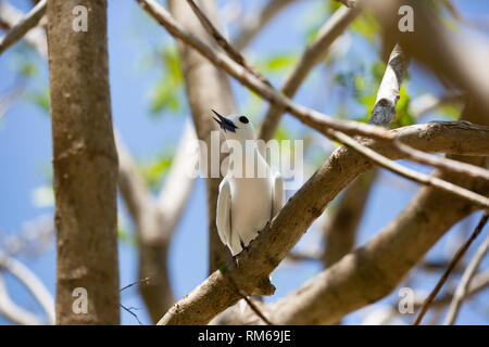 Eine weiße tern oder Weiß Feenseeschwalbe (Gygis alba) in einen Baum. Auf Cousine Island fotografiert, auf den Seychellen, einer Gruppe von Inseln nördlich von Madagaskar ich Stockfoto