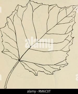 . Jahresbericht des landwirtschaftlichen Experiment Station. Der Cornell University. Landwirtschaftliche Experiment Station; Landwirtschaft - New York (State). 234 Bulletin 68. 12. Populus alba (Linnaeus, Sp. PI. 1034 (1753) - White Poplar, AbelE - eine gemeinsame Europäische Baum häufig in diesem Land gepflanzt. Blätter wie oi Popiihis graiididen - Tata, aber kleinere, meist dicker und mehr eckig, die unter der Oberfläche - vor allem früh in der Jahreszeit - wollig Weiß. Der gerade, starke zylindrische Winter schießt dieser Arten und ihre Sorten, mit dem sehr kleine Knospen sind, o, n und m in Abb. i. Die Stockfoto