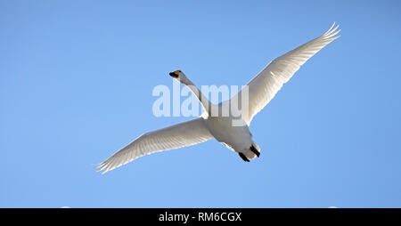 Singschwan (Cygnus cygnus), der oben fliegt Stockfoto