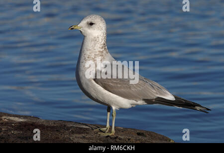 Möwe, Larus canus Winter, steht an der Küste Stockfoto