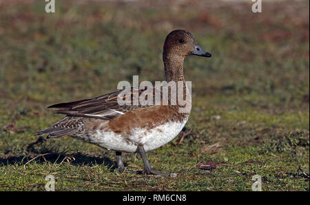 Eurasisches Kerkerweibchen, das auf dem Boden steht Stockfoto