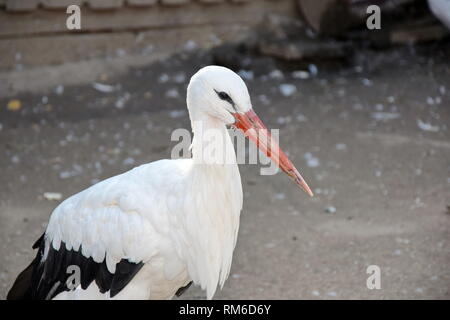 Ciconia ciconia Weißstorch Foto Stockfoto