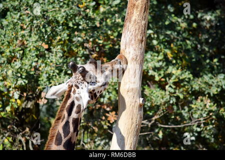 Giraffe Giraffa Camelopardalis victoriae Essen Baum Foto Stockfoto