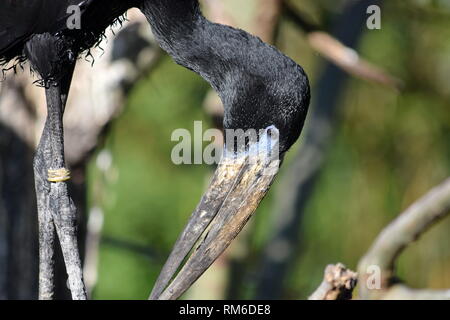 Asiatische Exotische großen Vögel Foto Stockfoto