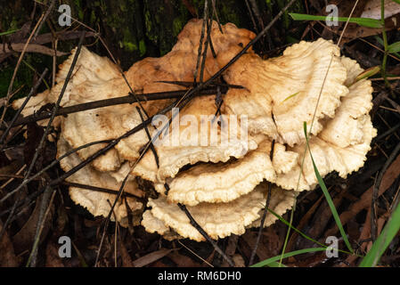 Ein Pilz, der eingeschlagen hat den Wald Ablagerungen in wächst. Stockfoto