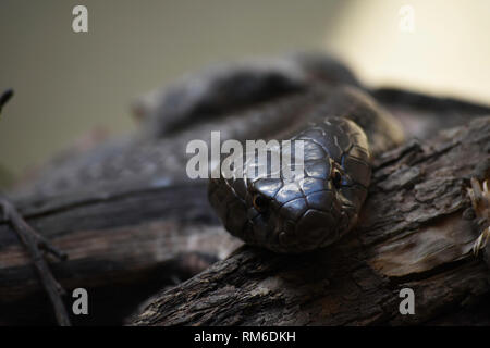 Beobachten Snouted Cobra Snake (naja annulifera) Stockfoto