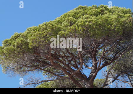 Perfekte threes in atemberaubenden Lagoon Archipel auf der Insel Korsika Stockfoto
