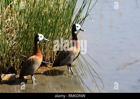 White-faced Whistling Duck Paar (dendrocygna viduata) Stockfoto