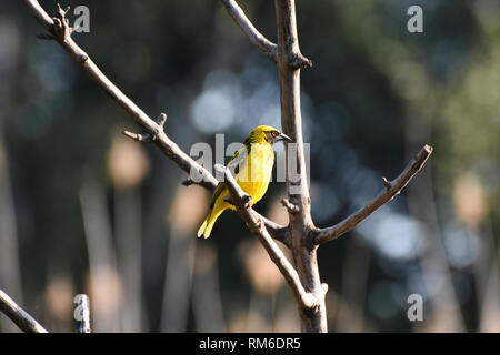 Spotted-backed Village Weaver Vogel (ploceus cucullatus) Stockfoto