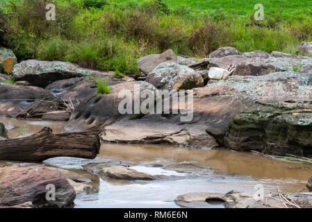 Ein Kunststoffbehälter gewaschen oben auf den Felsen des Karkloof Fluss, Natal Midlands, Südafrika. Stockfoto