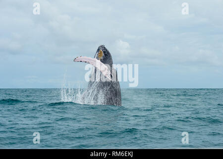 Buckelwale Verletzung und springen aus dem Wasser der Karibik vor der Küste von Samaná, in der Dominikanischen Republik 23. Januar 2019. Stockfoto