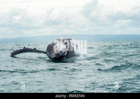 Buckelwale Verletzung und springen aus dem Wasser der Karibik vor der Küste von Samaná, in der Dominikanischen Republik 23. Januar 2019. Stockfoto