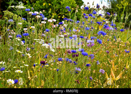 Wildblumen, einschließlich Kornblumen, Kuh, Petersilie und Gänseblümchen wachsen in Feld in Bristol Stockfoto
