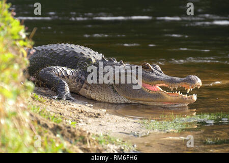 Alligator Festlegung in der Nähe von einem Teich mit seinen Mund öffnen. Stockfoto